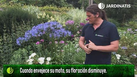 Todo Sobre El Agapanto Cuidados Y Consejos Para Su Cultivo Jardinatis