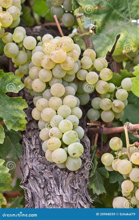 Chardonnay Grape In Hungary Stock Image Image Of Agriculture White