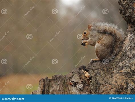 Squirrel eating peanuts stock photo. Image of nature - 28623980