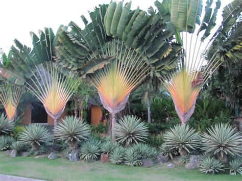 Plantas Resistentes Ao Sol Para Cultivar No Jardim