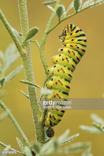 751 Swallowtail Caterpillar Stock Photos High Res Pictures And Images