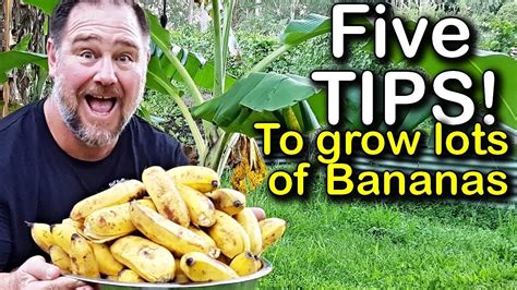 5 Tips How To Grow A Ton Of Bananas In The Backyard Youtube