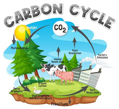 Ciclo Del Nitrogeno Dibujo Para Colorear Infoupdate Org