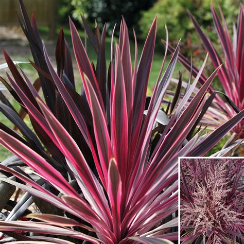 Cordyline Australe Pink Passion