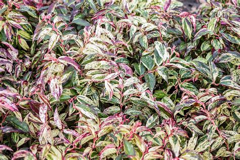 Rainbow Drooping Fetterbush Leucothoe - Plants4Home