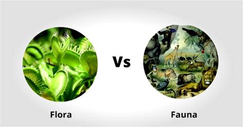 Flora And Fauna Meaning Importance Of Flora And Fauna