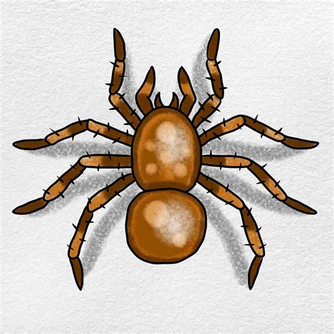 Tarantula Drawing - HelloArtsy