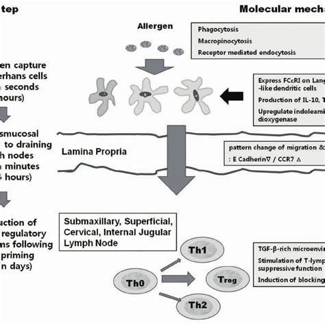 Immunologic mechanisms of sublingual immunotherapy. IL-10, interleukin ...