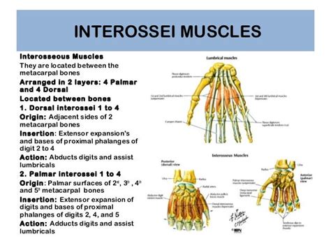 Anatomy Of Hand