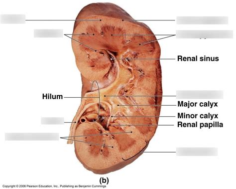 Cow Kidney Diagram | Quizlet