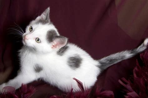 cat with random markings | White and Grey Kitten by mskrissi87 on ...