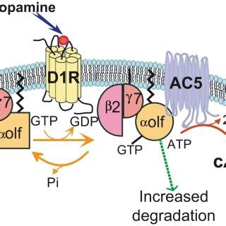 A Specific Assembly Of G Olf G And G Subunits Of G Protein