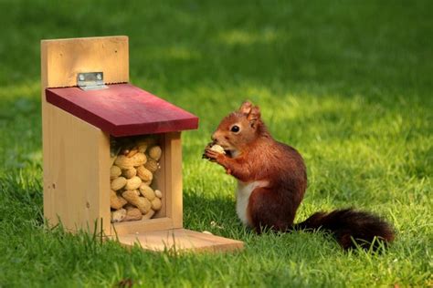 Squirrel Wallpaper - Squirrel Eating Peanuts - 3456x2304 Wallpaper ...