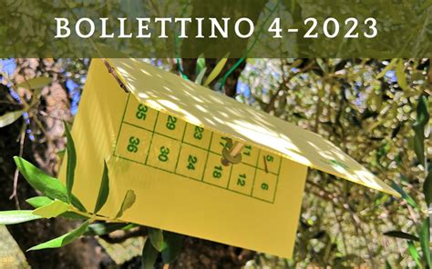 Monitoraggio Mosca Bollettino 4 Agosto 2023 Assoprol Umbria