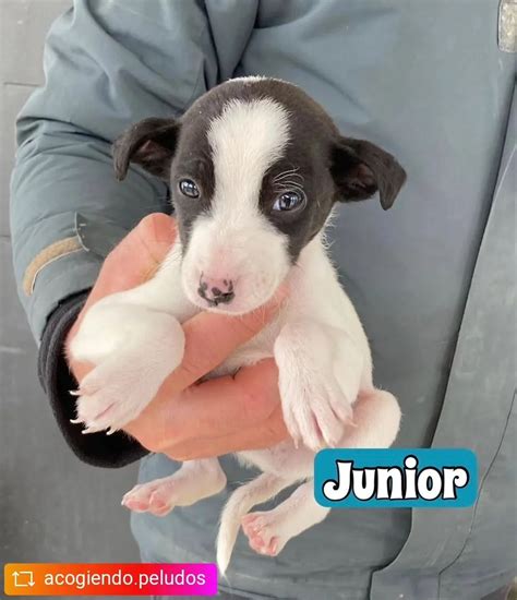 Siete Cachorros En Adopción Mascotamanias