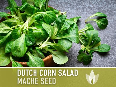 Corn Salad Dutch Mache Heirloom Seeds Fresh Salad Hardy Annual