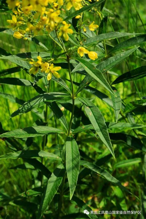 黄连花 关注森林