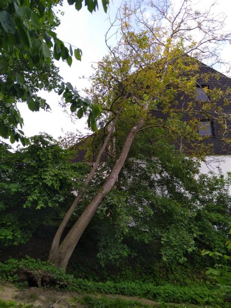 Baum Umgest Rzt Feuerwehr Malsch Retten L Schen Bergen Sch Tzen