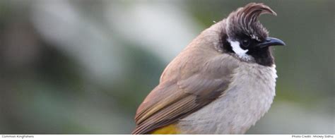 birdwatching himalayan outback