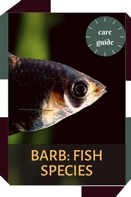 Barb Fish Species Fish Breeds Care Guide Paperback Penguin Bookshop