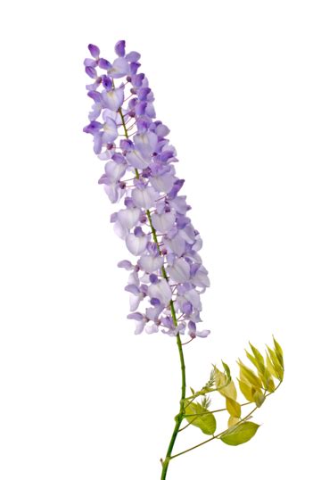 Wisteria Flowers Vivid Petals Cascade Closeup Png Transparent Image