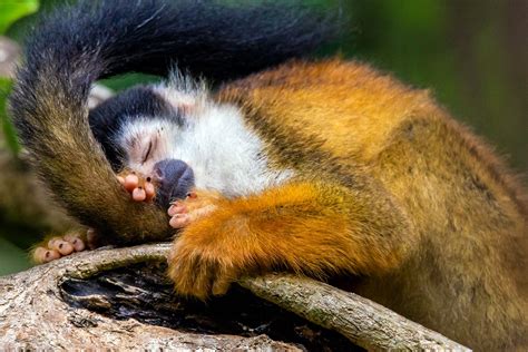 Wildlife Of Costa Rica Photo Workshop