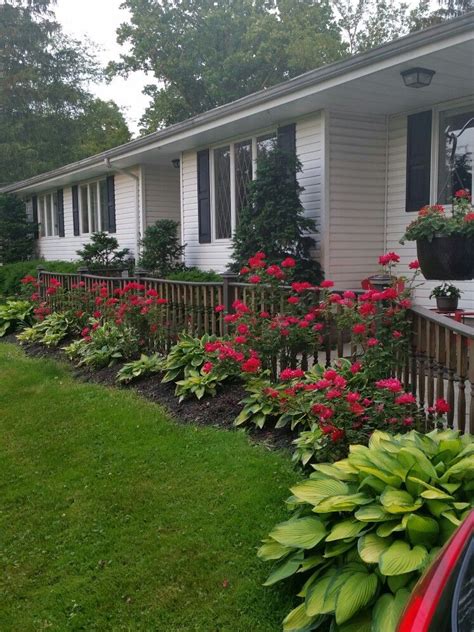 Double Knockout Roses for Stunning Front Yard Landscaping