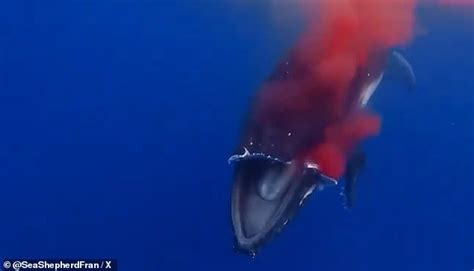 Humpback Whale Named Sweet Girl Squeals In Agony After Being Brutally Disfigured By A Ferry