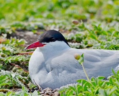 Arctic Tern Montrose Basin Species Database