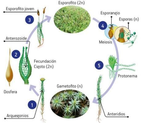 Las plantas presentan una reproducción por alternancia de generaciones