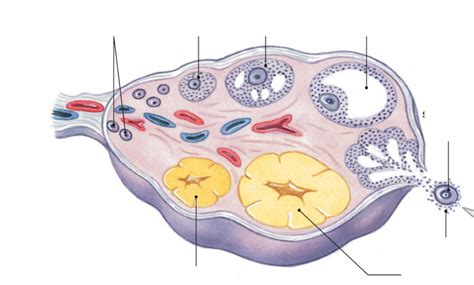 The Ovary Diagram Quizlet