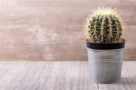 Cactus En Macetas Sobre Un Fondo Blanco Foto Premium