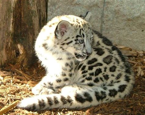 Snow Leopard Cubs Show Their Noses For The First Time Today At Akron