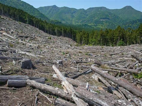 10 Deforestation Facts And Statistics To Know About Earth Org