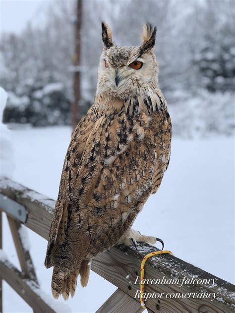 Great Horned Owl Tattoo The Best Of Owl HD Phone Wallpaper Pxfuel