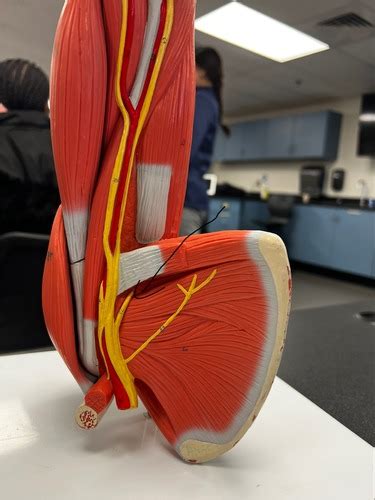 Peripheral Nerve Flashcards Quizlet