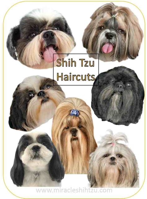 Teddy Bear Traditional Shih Tzu Haircuts – PINMOMSTUFF