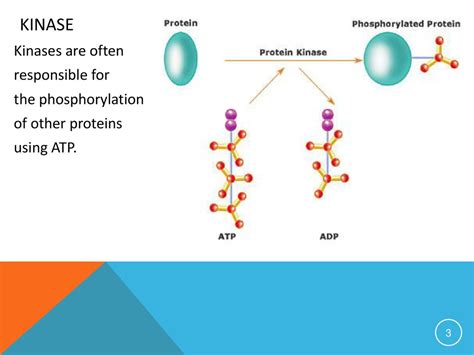 Ah Biology Cells And Proteins Ppt 5 Ppt Download