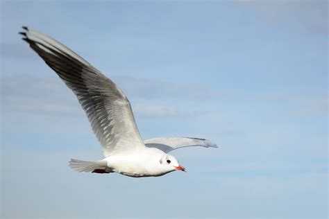 Kostenloses Foto M We Vogel Fliegen Freiheit Kostenloses Bild Auf