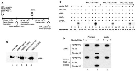 Coordination Of P Mediated Chromatin Remodeling And Trap Mediator