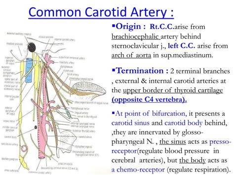 PPT - Common Carotid Artery : PowerPoint Presentation, free download ...