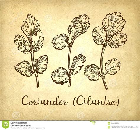 Bosquejo De La Tinta Del Cilantro Ilustraci N Del Vector Ilustraci N