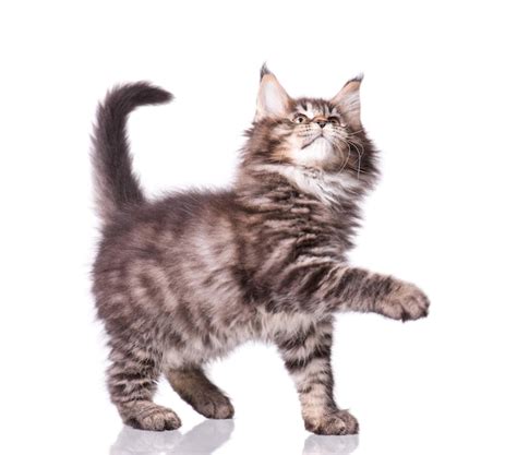 Premium Photo Maine Coon Kitten 2 Months Old Cat Isolated On White Background Portrait Of