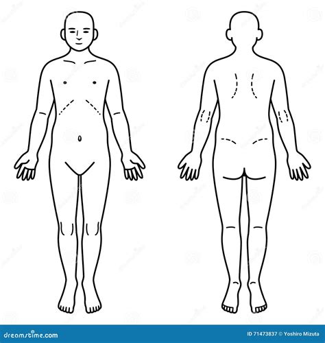 Human Body Front And Back Stock Vector Illustration Of Naked 71473837