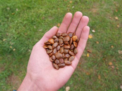 10 FRESH American Persimmon Seeds | Etsy