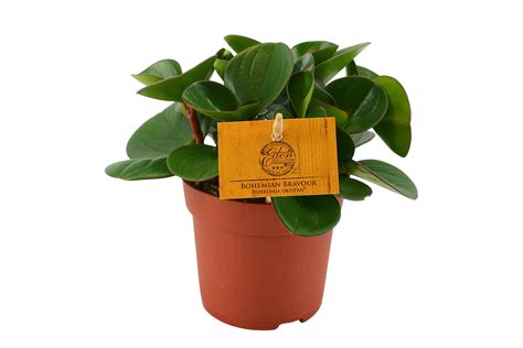 Peperomia Red Canyon Eden Collection Smit Kwekerijen