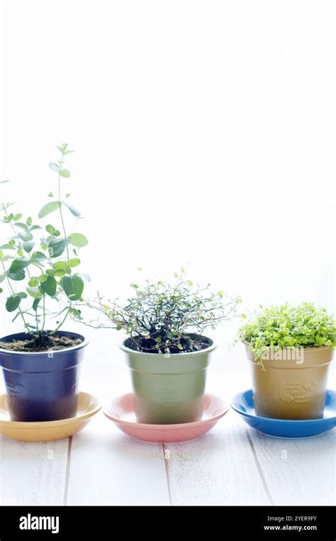 types  houseplants  res stock photography  images alamy