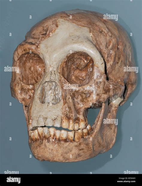 Cráneo de homo floresiensis fundido apodado Hobbit es una posible