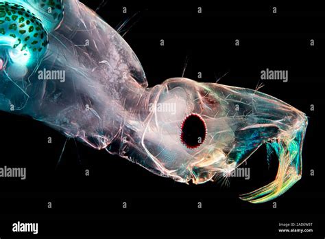 Light Micrograph Of The Head Of A Phantom Midge Larva Chaoborus Sp