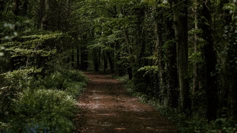 Dirt Path In Dark Forest 4k Ultra Hd Wallpaper Hintergrund